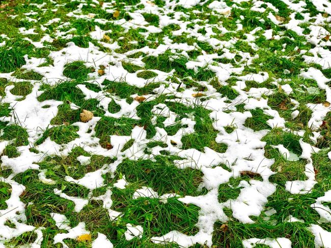 Snow over a green lawn, with patches of grass sticking out