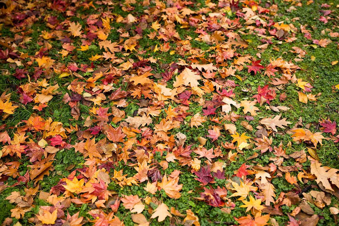 Autumn leaves covering the grassy ground.
