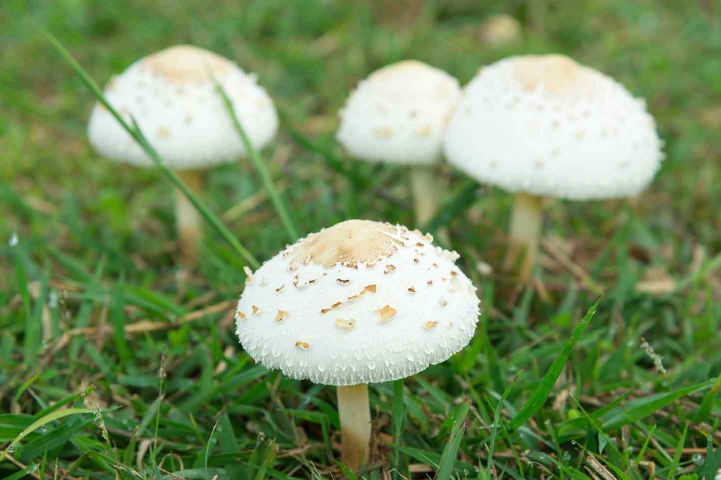 mushrooms Cluster of white mushrooms on a lawn.