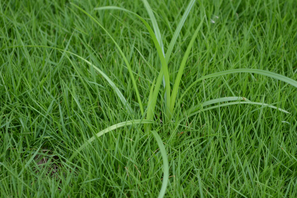 nutsedge-LOY-blog-1 Nutsedge weed surrounded by grass