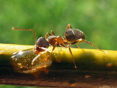 ant-black-garden Black garden ant drinking from a drop of water.