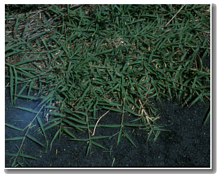bermudagrass Bermudagrass on a lawn.