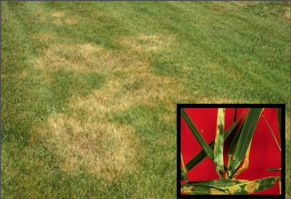 Brown patches in a recently trimmed lawn.