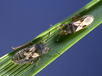 chinch_bugs Chinch bugs on a blade of grass.