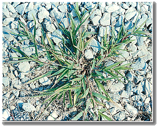 crabgrass Crabgrass growing on gravel.