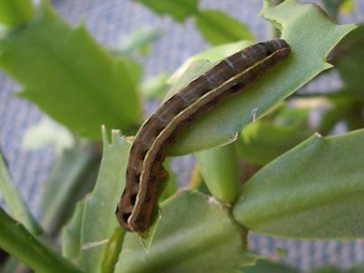 cut_worm Cutworm on a leaf that has been damaged by the cutworm.