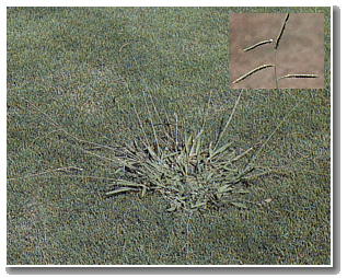 dallisgrass A lawn with a dallis grass plant growing on it.