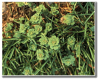 henbit Henbit plant.