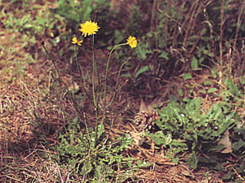 lawn-weeds A false dandelion on the forest floor.