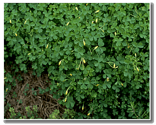 oxalis Close up of a oxalis plant.