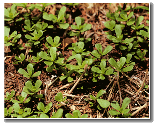purslane Closeup of a purslane weed.