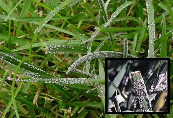 Slime mold on several blades of grass.