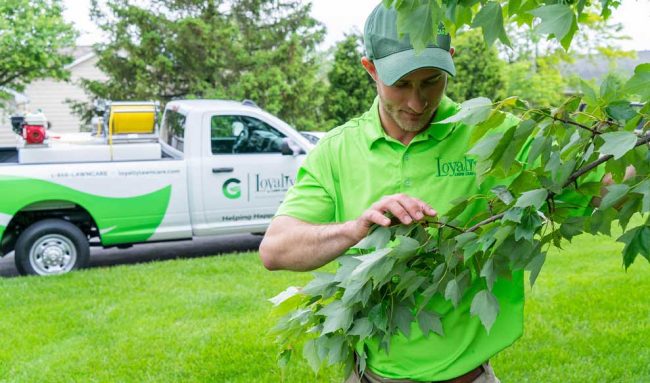 title-photo-tree-shrub A Loyalty Lawn Care worker examining tree leaves