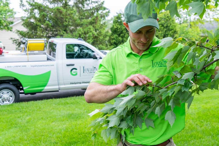 A Loyalty Lawn Care worker examining tree leaves