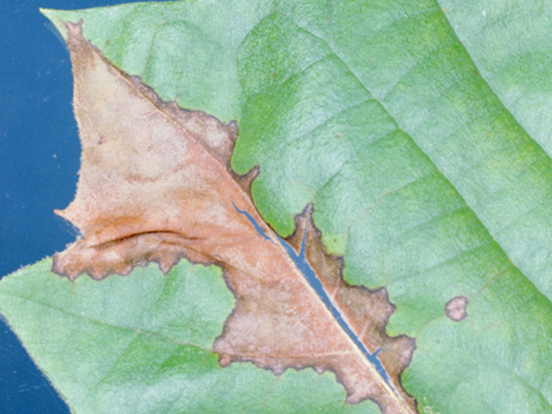 tree-shrub-disease A leaf with browning.