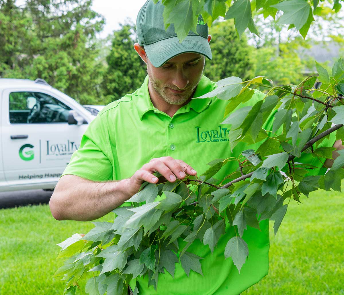 tree-shrub-square A man in a green shirt examining tree leaves