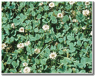 white-clover Flowering white clover.