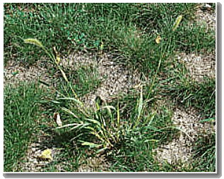 yellow-foxtail Yellow foxtail plant.