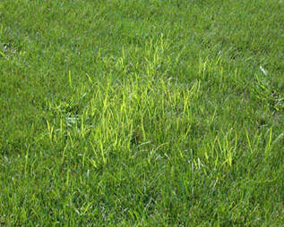 yellow-nutsedge Yellow nutsedge in a yard.