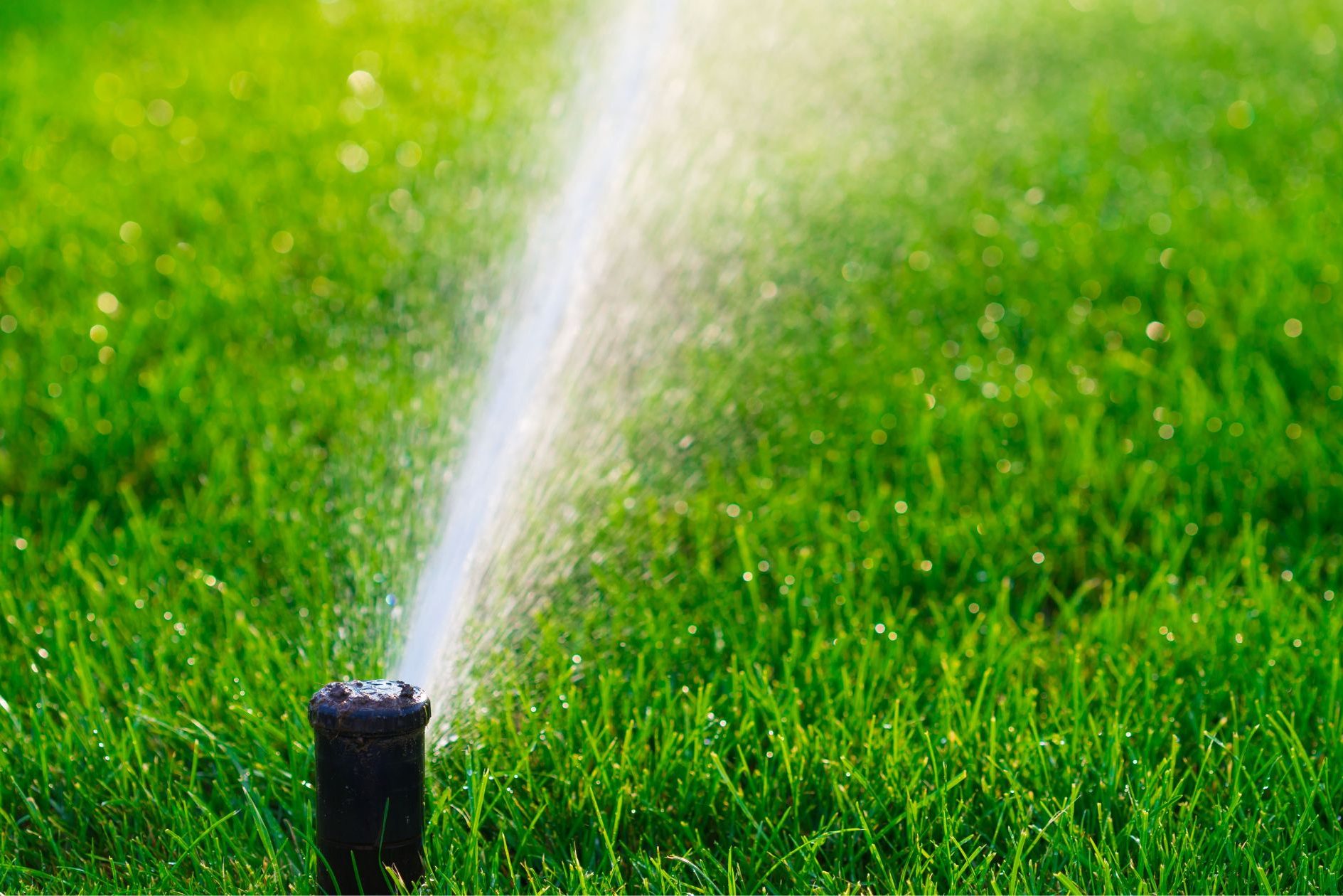 lawn sprinkler, best overseeding tips