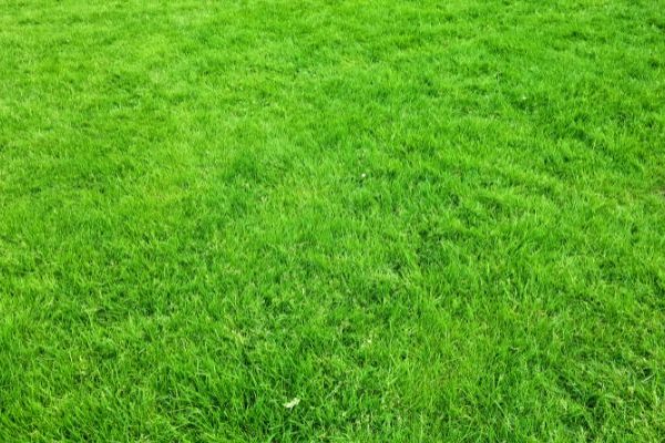 grass types st louis green grass