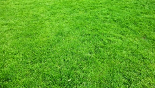 grass types st louis green grass