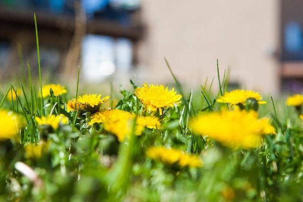 LOY Spring Lawn Care spring lawn with yellow flowers