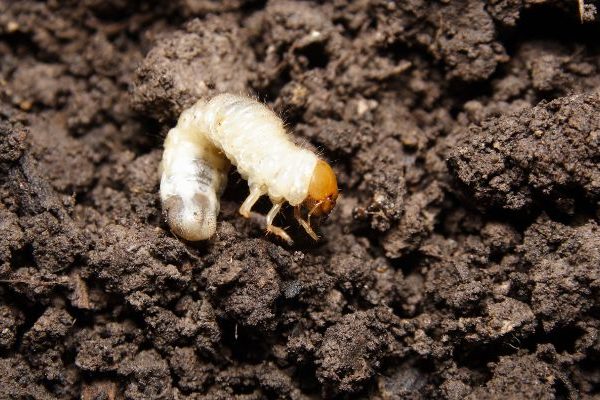xr:d:DAF85J8JYWg:47,j:126521020014974801,t:24022918 white grub in soil